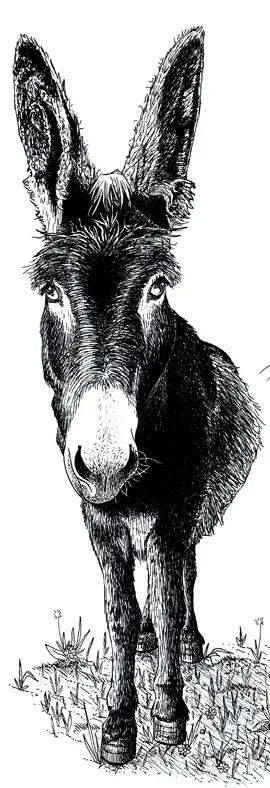 ترجمه فارسی دهکده خرها دامات